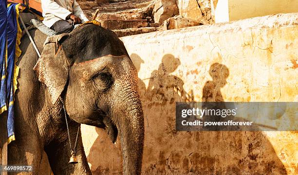 elephant ride - riding elephant stock pictures, royalty-free photos & images