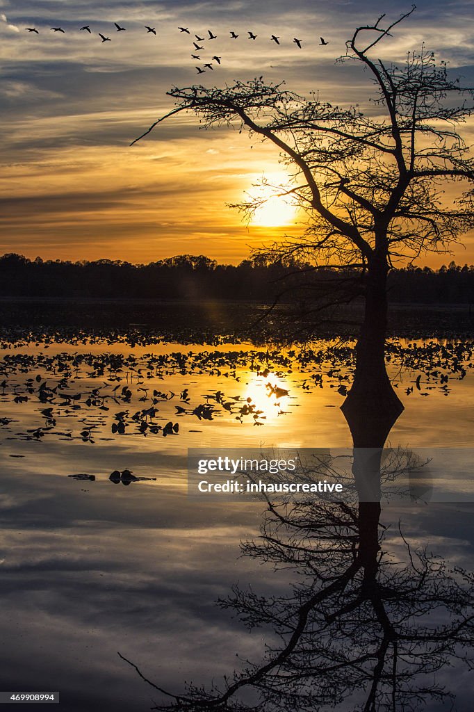 Reelfoot Lake Sunset with Geese Flying