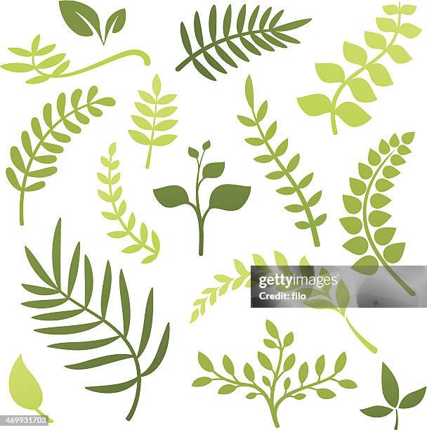 bildbanksillustrationer, clip art samt tecknat material och ikoner med plant elements - djungel-växter