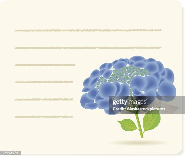 blua hortensia on noticepaper. - blue hydrangea stock illustrations