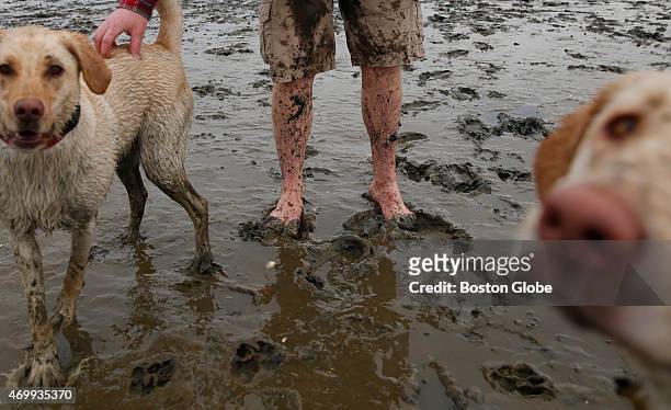 Dan Scopton, of Brighton, took his two dogs Penny and Marilyn to the beach for a romp in the mud at low tide in South Boston, Massachusetts April 14,...