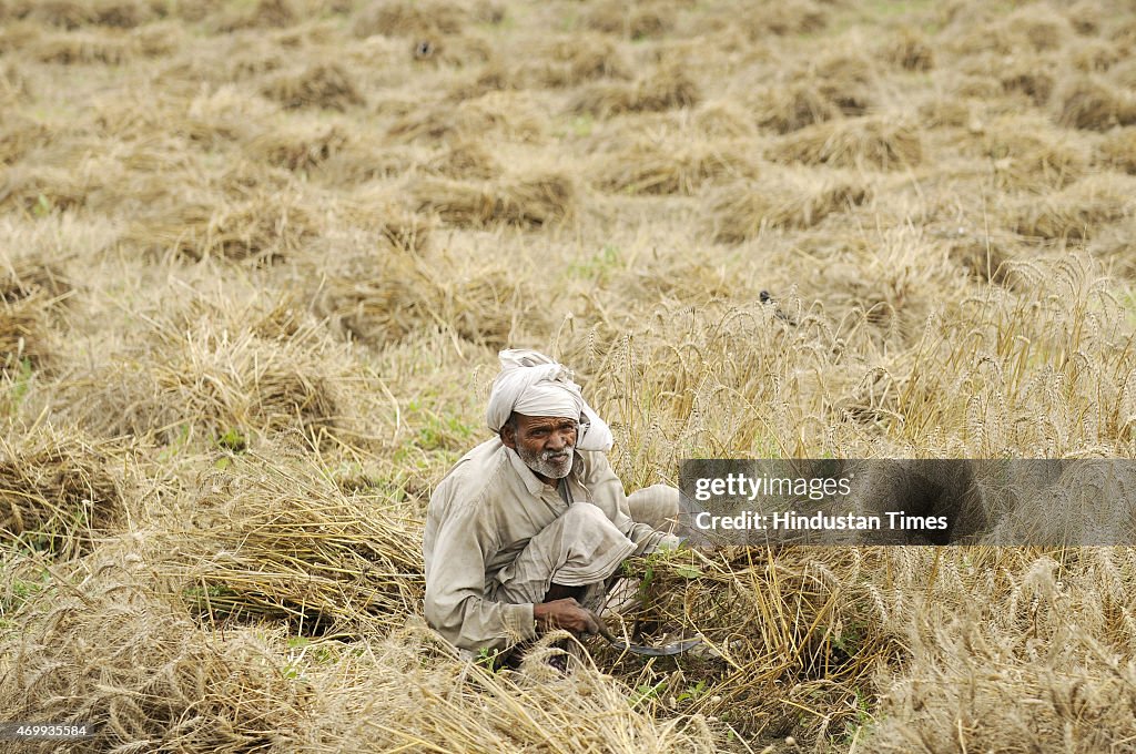 Indian Farmers Harvesting Partially Damaged Wheat Crop