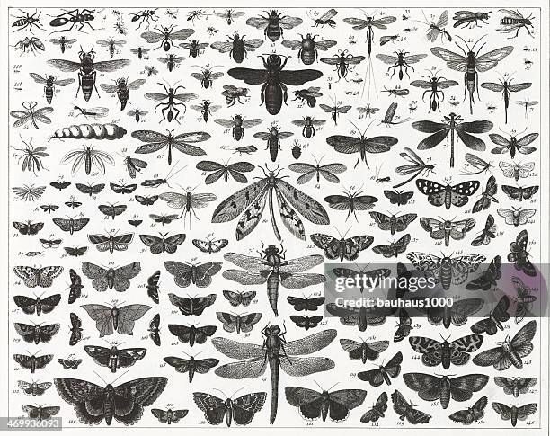 tabelle mit verschiedenen arten und größen von fliegen insekten - butterflies in the stomach stock-grafiken, -clipart, -cartoons und -symbole