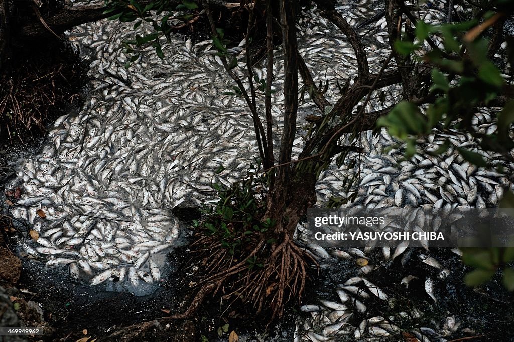 OLY-2016-RIO-LAGOON-POLLUTION-DEAD FISH