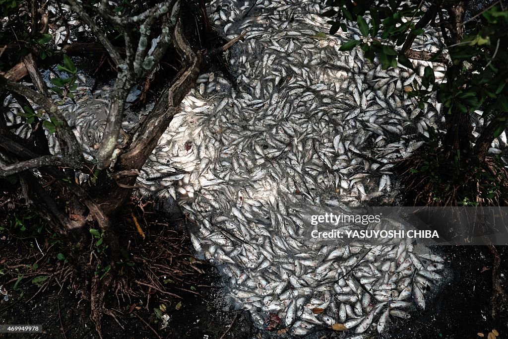 OLY-2016-RIO-LAGOON-POLLUTION-DEAD FISH