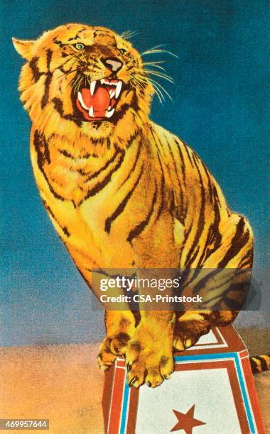 ilustraciones, imágenes clip art, dibujos animados e iconos de stock de circus tigre - circus animal