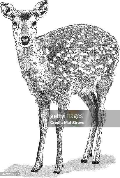 ilustraciones, imágenes clip art, dibujos animados e iconos de stock de doe - roe deer