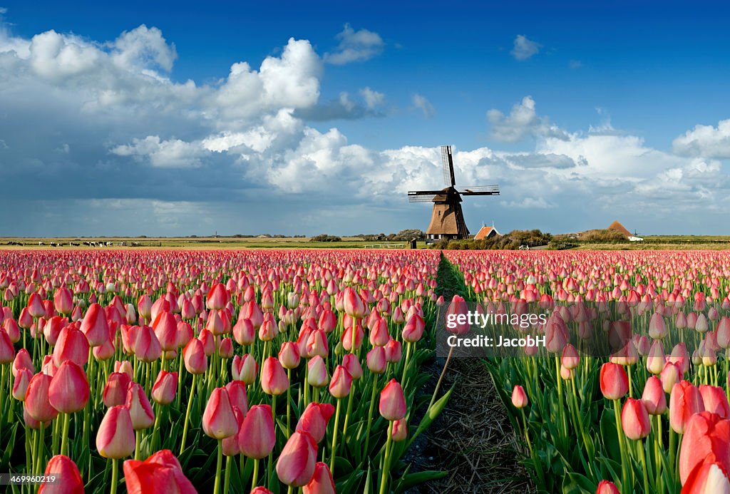 Tulpen und Windmühle