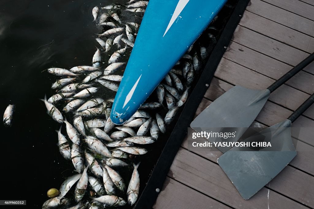 BRAZIL-OLY2016-RIO-LAGOON-POLLUTION-DEAD FISH-ROWING