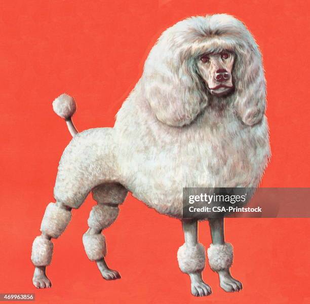 1 179点のプードルイラスト素材 Getty Images 1 179点のプードルイラスト素材 Getty Images