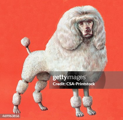Poodle Poodle