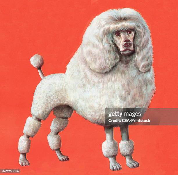 poodle - best in show stock illustrations