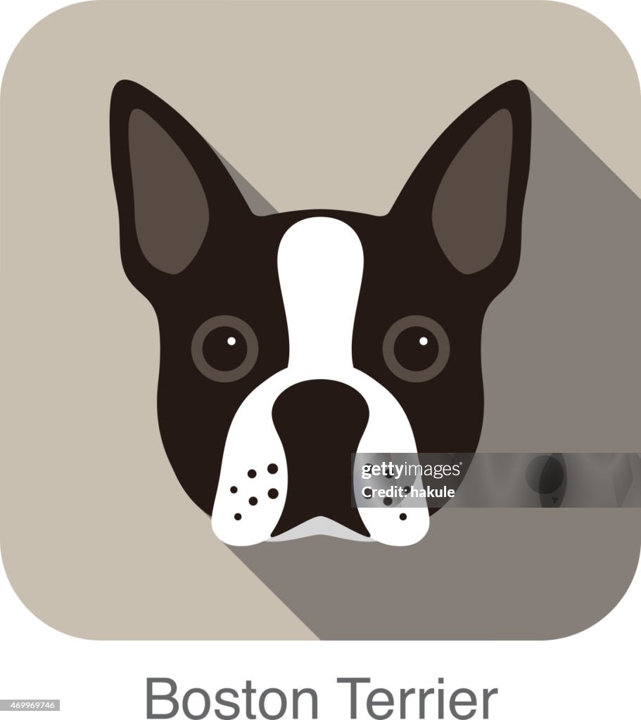 Boston terrier Hund Gesicht portrait flache icon-design