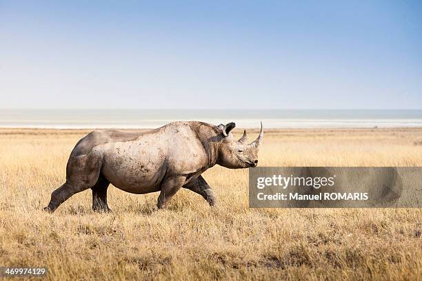 black rhino - rhinoceros imagens e fotografias de stock