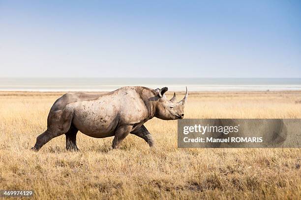 black rhino - rinoceronte imagens e fotografias de stock