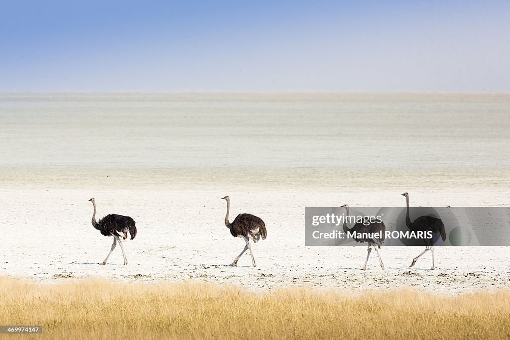 Ostriches in the Etosha pan