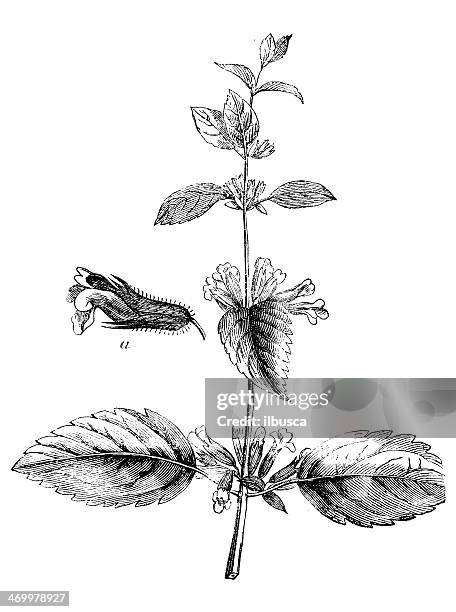 ilustrações de stock, clip art, desenhos animados e ícones de antiguidade ilustração de erva-cidreira (melissa officinalis) - melissa