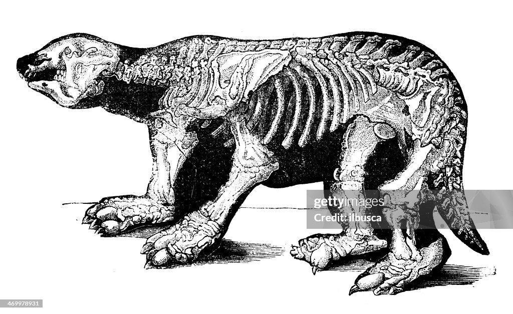 Antigo Ilustração de megatherium cuvieri
