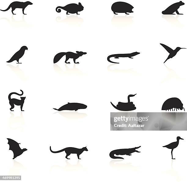 bildbanksillustrationer, clip art samt tecknat material och ikoner med black symbols - madagascar animals - kameleont