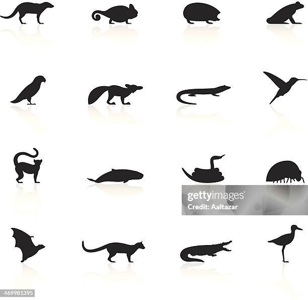 black symbols - madagascar animals - killer whale 幅插畫檔、美工圖案、卡通及圖標