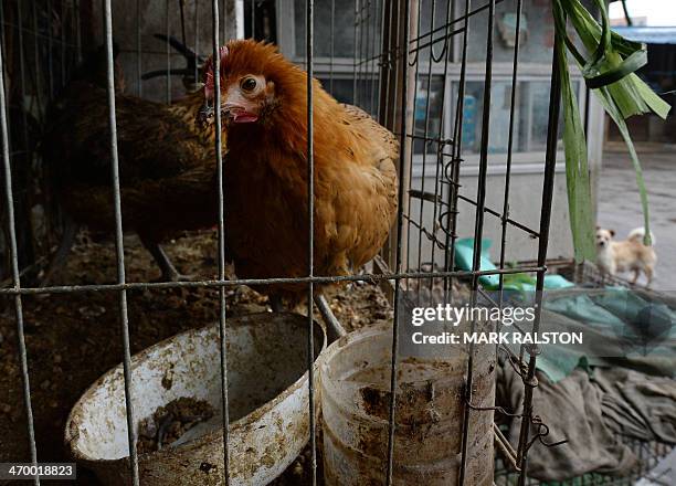 This photo taken on on February 17, 2014 shows chickens at a poultry market that has been closed due to the risk of spreading the H7N9 bird flu virus...