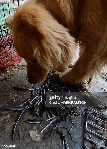 This photo taken on on February 17, 2014 shows a dog eating a chicken carcass at a poultry market that has been closed due to the risk of spreading...