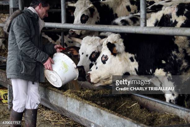 French farmer Francois-Xavier Craquelin gives cider to oxen, at his farm in Villequier, northwestern France, on February 14, 2014. Craquelin, who...