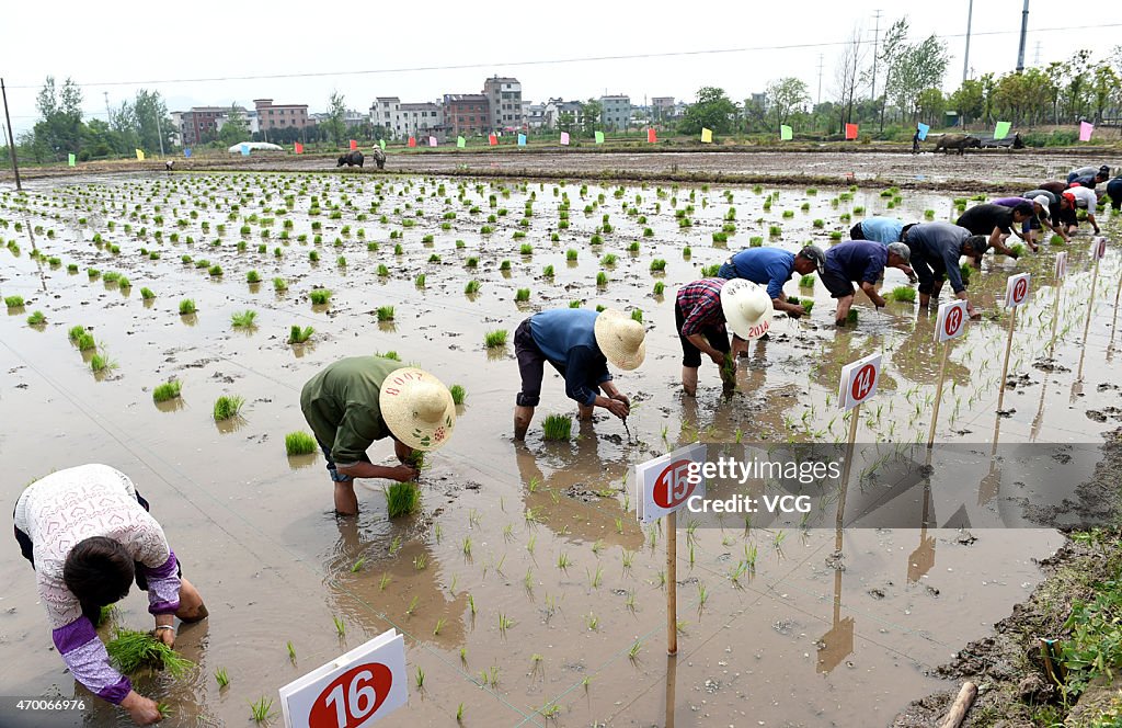 Yiwu Holds Transplanting Rice Seedlings Race