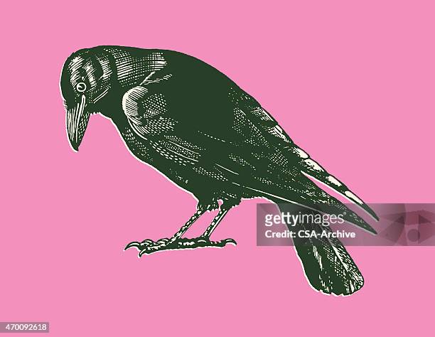 ilustrações de stock, clip art, desenhos animados e ícones de corvos - corvo pássaro