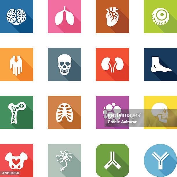 flat icons - anatomy - vein stock illustrations