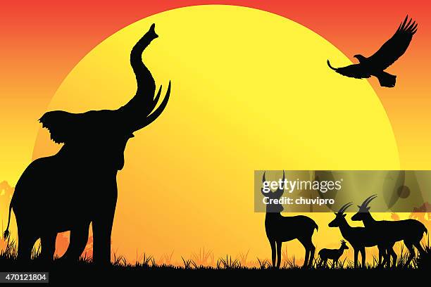 illustrazioni stock, clip art, cartoni animati e icone di tendenza di elefante africano, antilopi, aquila silhouette safari in caldo giorno - erbivoro