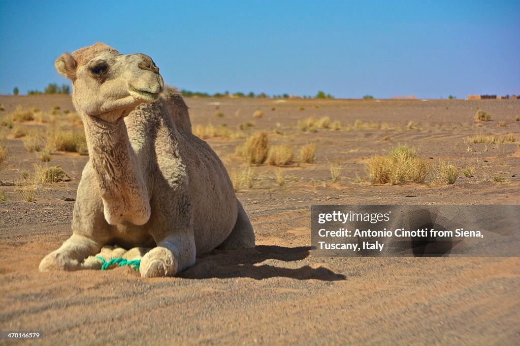Waiting in the desert
