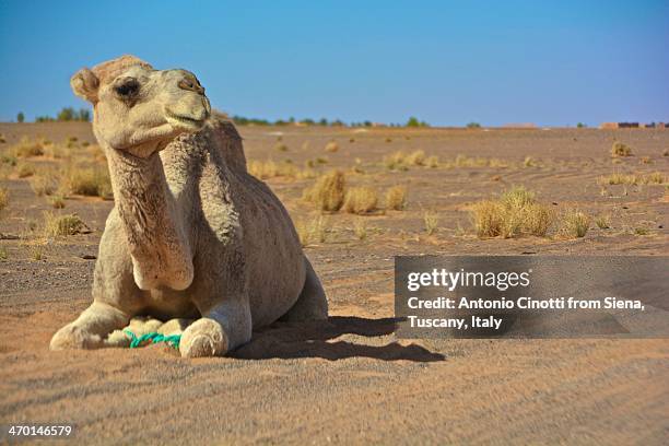 Waiting In The Desert, Stock-Foto