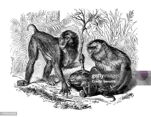 pig-tailed macaque - macaque monkey stock illustrations