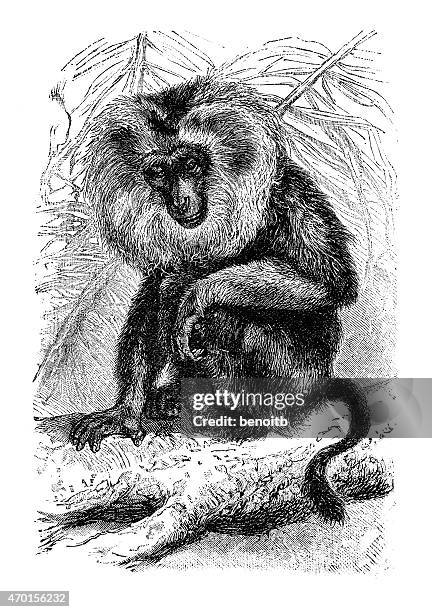 leaf monkey - macaque stock illustrations