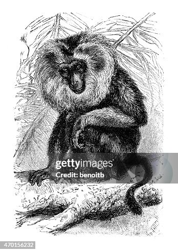 Leaf Monkey Leaf Monkey
