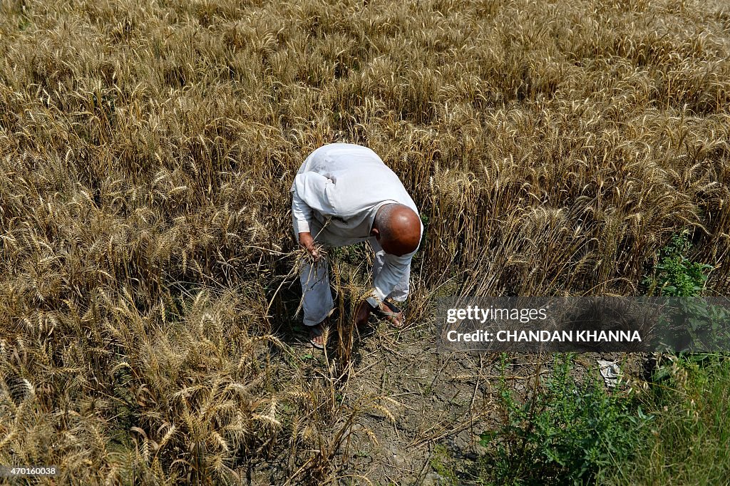 INDIA-AGRICULTURE-ECONOMY