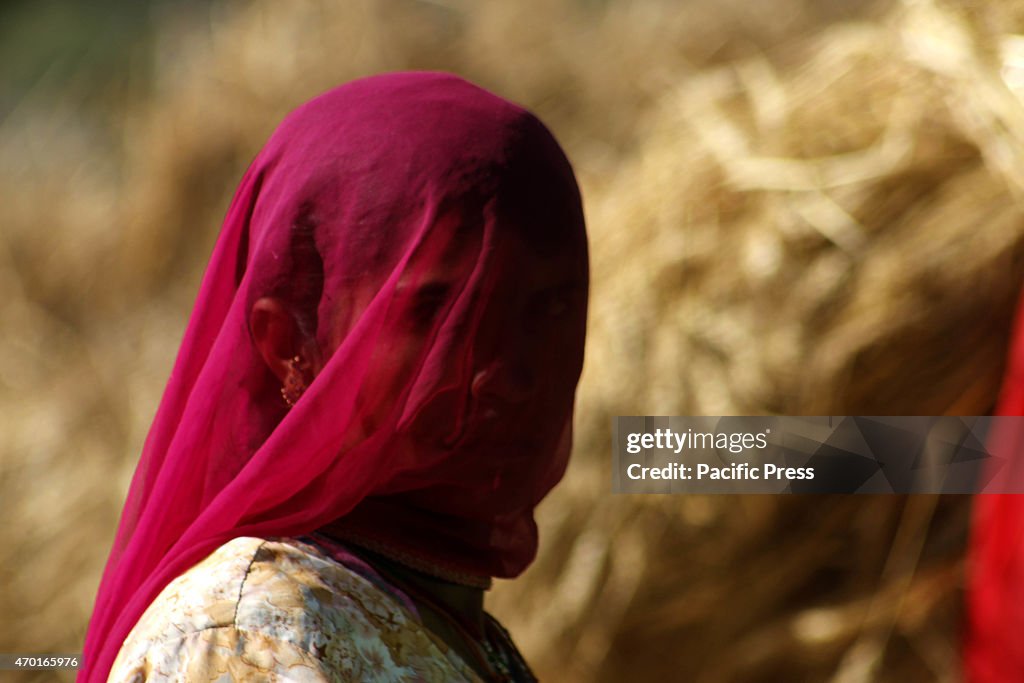 Farmer thrashing harvested wheat crop at a village on the...