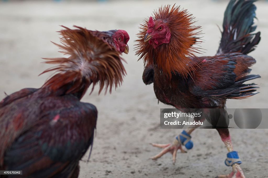 Traditional cock fight in Bangladesh