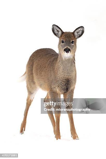 winter white-tail - white tail deer 個照片及圖片檔