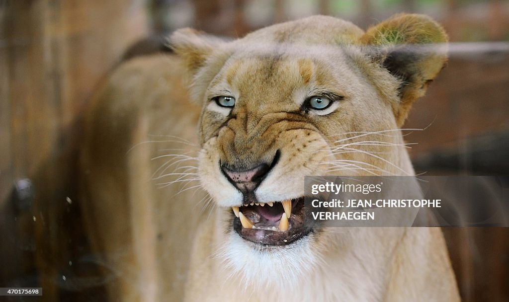 FRANCE-ZOO-ANIMALS-LION