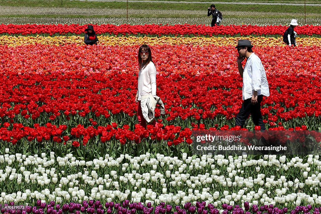 People Enjoy The Tulip Fields In Toyooka