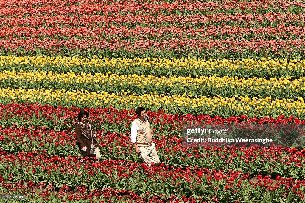 People Enjoy The Tulip Fields In Toyooka