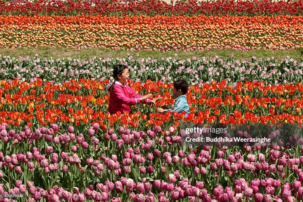 People Enjoy The Tulip Fields In Toyooka