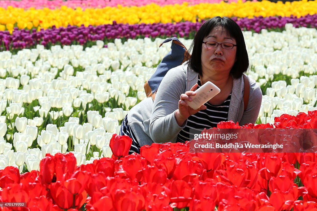 People Enjoy The Tulip Fields In Toyooka