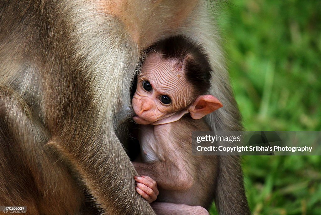 Feeding baby monkey