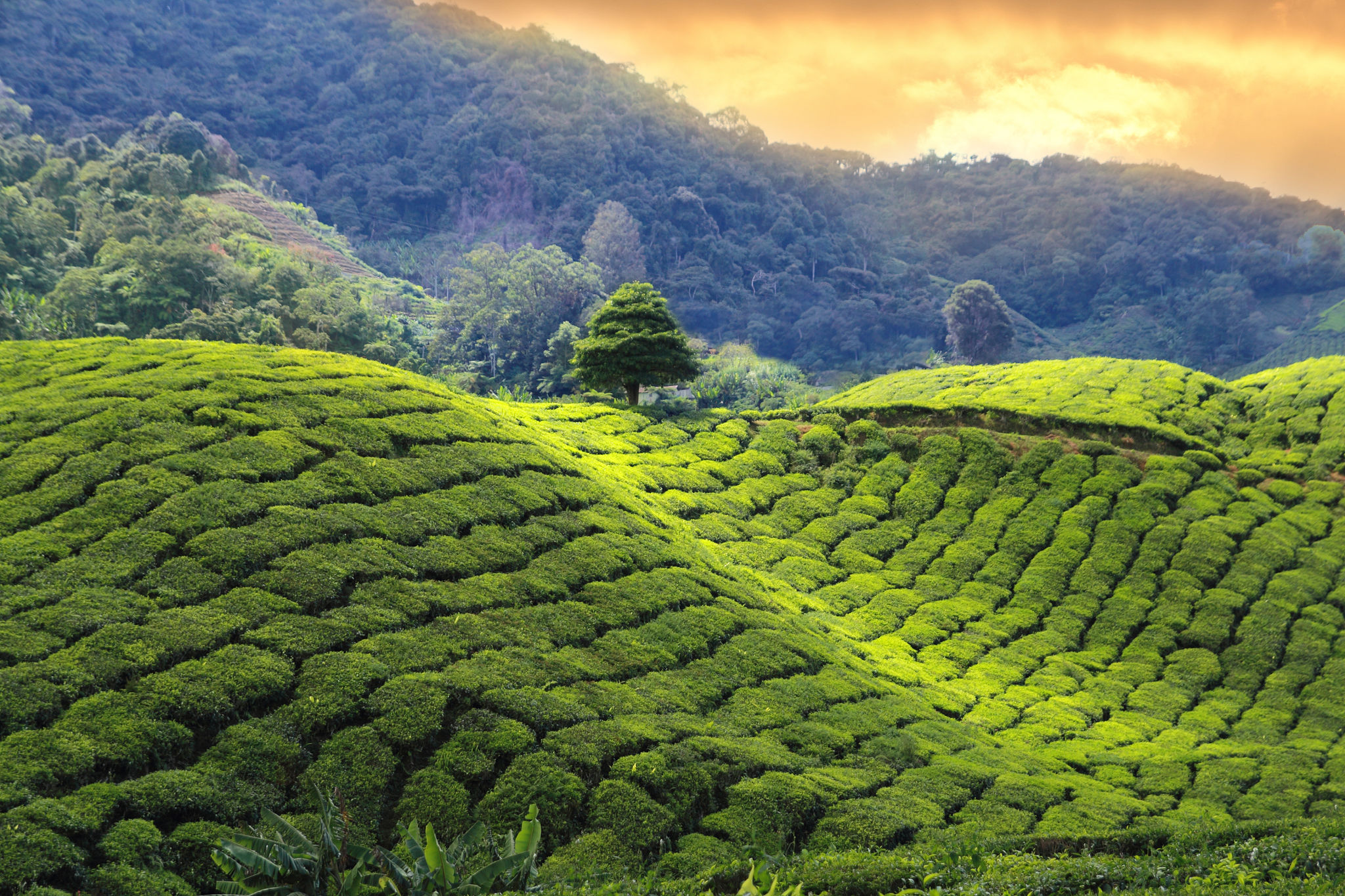 west bengal scenery