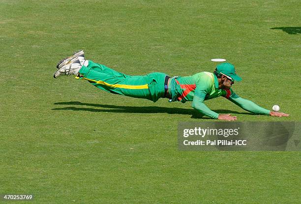 Abu Hider Rony of Bangladesh dives for the ball during the ICC U19 Cricket World Cup 2014 match between Australia U19 and Bangladesh U19 at the...