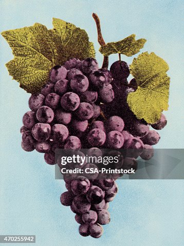 Grapes Grapes
