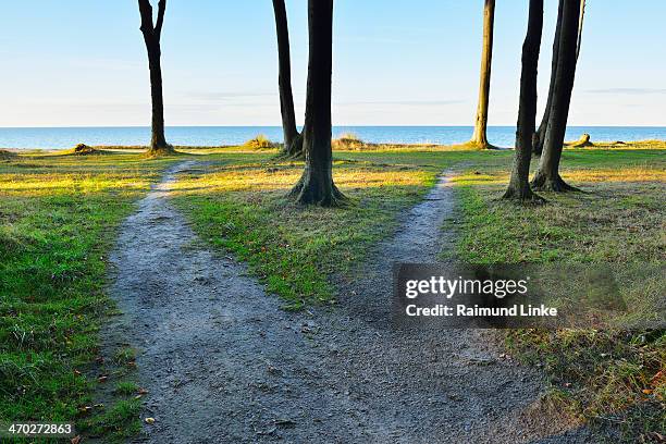 Forest Path Fork Photos and Premium High Res Pictures - Getty Images